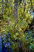 Siikalahti Nature Reserve vicino Parikkala. La vegetazione della zona umida.